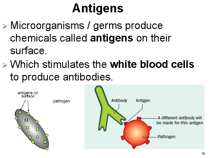 Antigens Microorganisms / germs produce chemicals called antigens on their surface. Ø Which stimulates