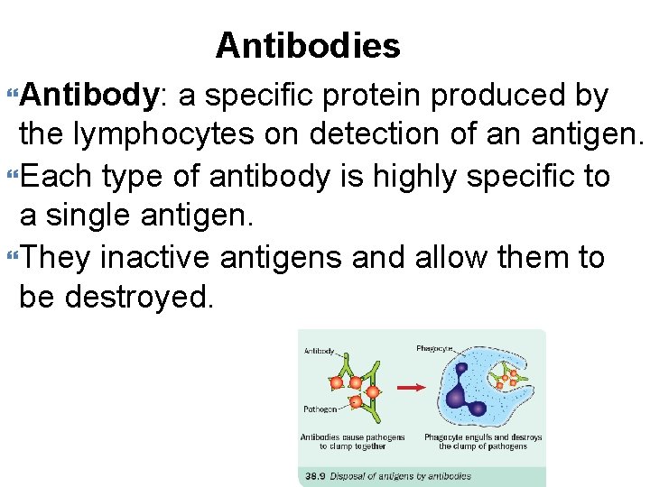 Antibodies Antibody: a specific protein produced by the lymphocytes on detection of an antigen.
