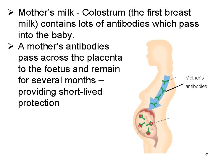 Ø Mother’s milk - Colostrum (the first breast milk) contains lots of antibodies which