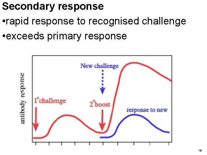 Secondary response • rapid response to recognised challenge • exceeds primary response 48 