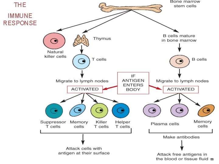 THE IMMUNE RESPONSE 56 