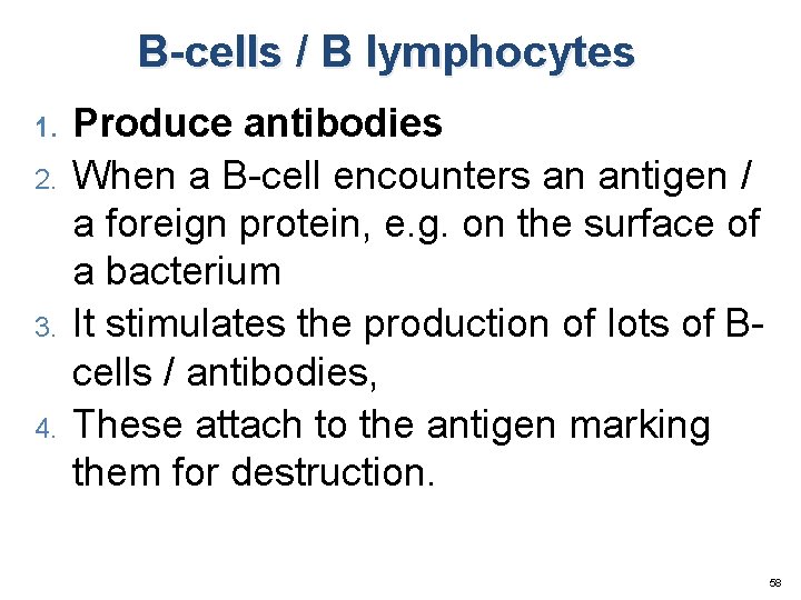 B-cells / B lymphocytes 1. 2. 3. 4. Produce antibodies When a B-cell encounters