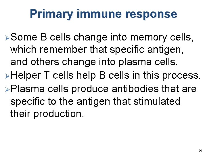 Primary immune response ØSome B cells change into memory cells, which remember that specific