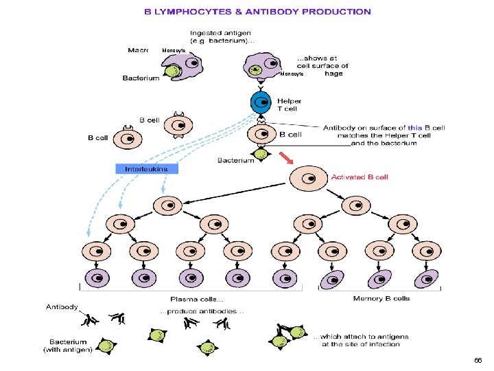 Monocyte 66 