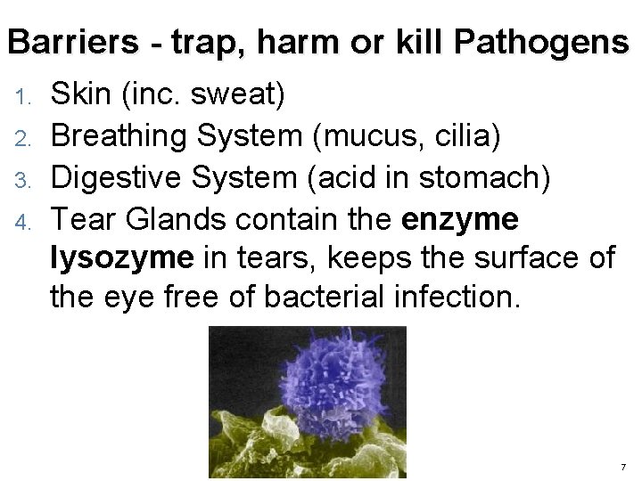 Barriers - trap, harm or kill Pathogens 1. 2. 3. 4. Skin (inc. sweat)