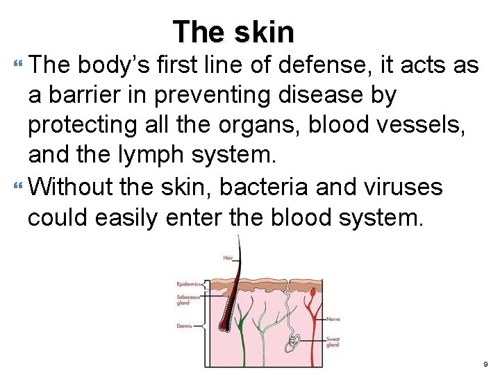 The skin The body’s first line of defense, it acts as a barrier in