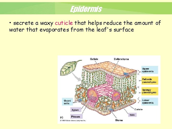 Epidermis • secrete a waxy cuticle that helps reduce the amount of water that