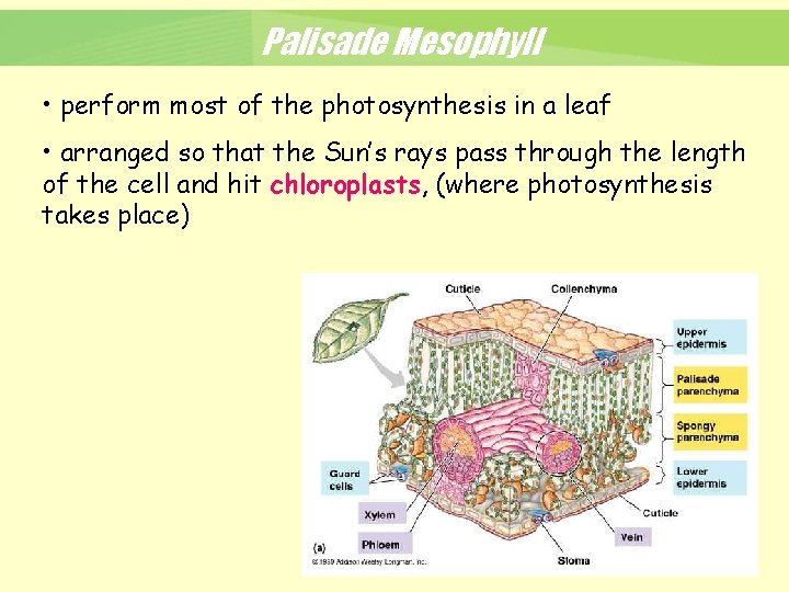 Palisade Mesophyll • perform most of the photosynthesis in a leaf • arranged so