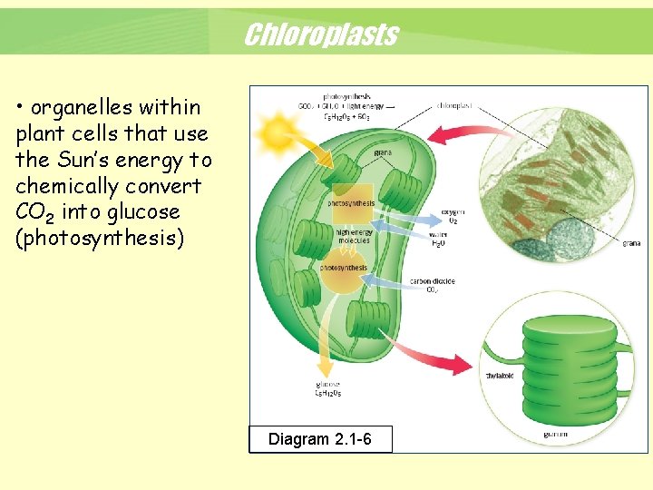 Chloroplasts • organelles within plant cells that use the Sun’s energy to chemically convert