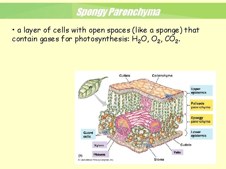 Spongy Parenchyma • a layer of cells with open spaces (like a sponge) that