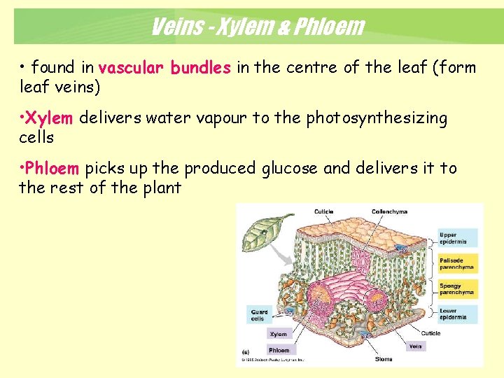 Veins - Xylem & Phloem • found in vascular bundles in the centre of