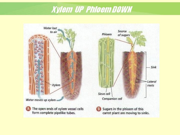 Xylem UP Phloem DOWN 