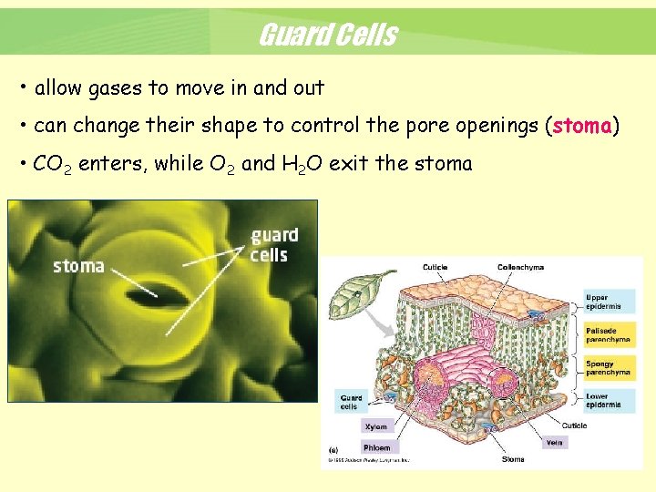 Guard Cells • allow gases to move in and out • can change their