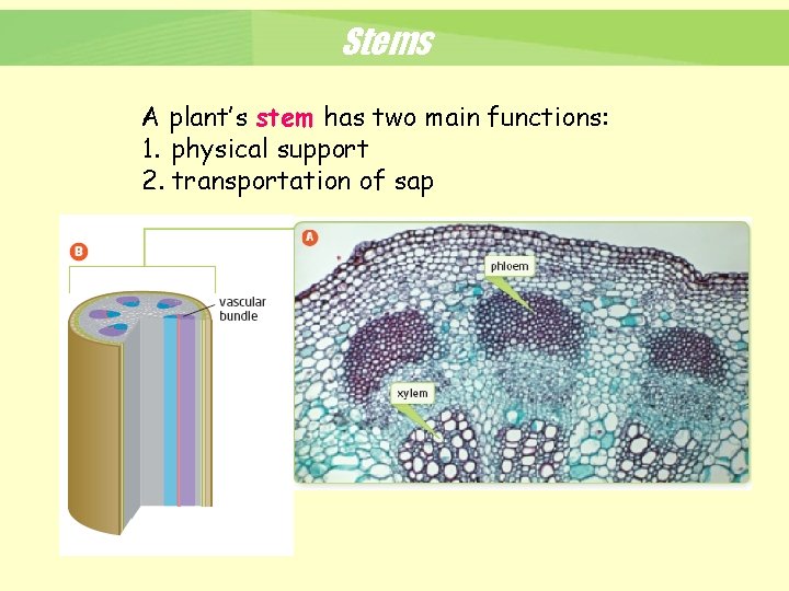 Stems A plant’s stem has two main functions: 1. physical support 2. transportation of