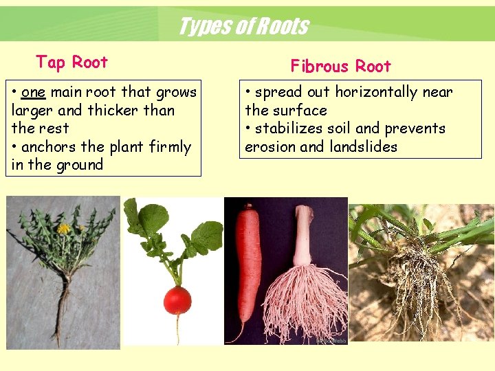 Types of Roots Tap Root • one main root that grows larger and thicker