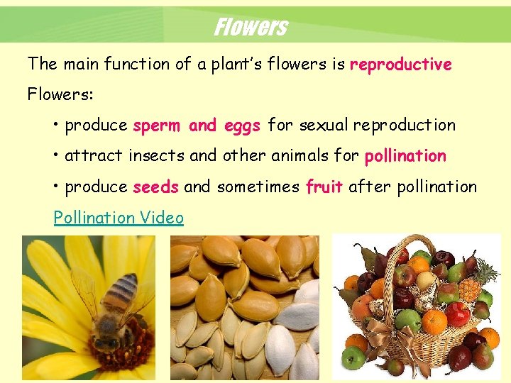 Flowers The main function of a plant’s flowers is reproductive Flowers: • produce sperm