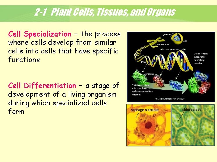 2 -1 Plant Cells, Tissues, and Organs Cell Specialization – the process where cells