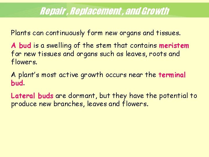 Repair , Replacement , and Growth Plants can continuously form new organs and tissues.