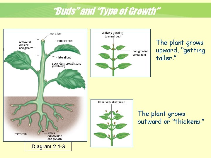 “Buds” and “Type of Growth” The plant grows upward, “getting taller. ” The plant