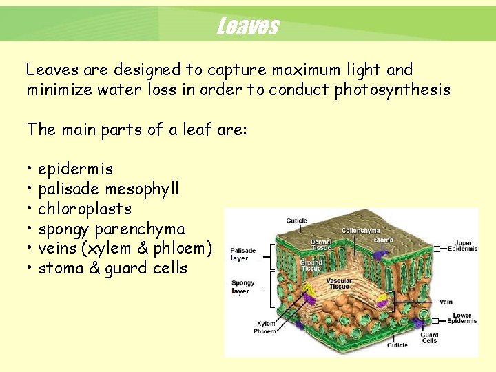 Leaves are designed to capture maximum light and minimize water loss in order to