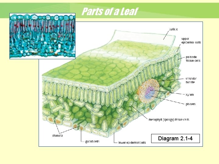 Parts of a Leaf Diagram 2. 1 -4 