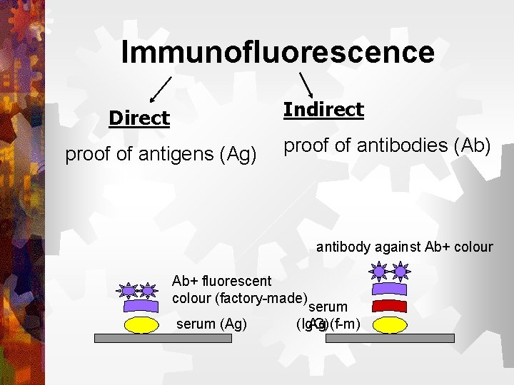 Immunofluorescence Indirect Direct proof of antigens (Ag) proof of antibodies (Ab) antibody against Ab+