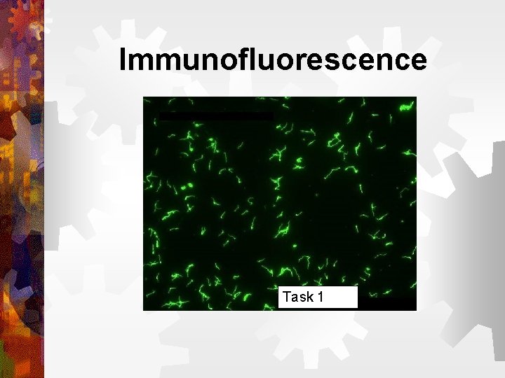 Immunofluorescence Task 1 