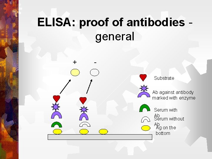 ELISA: proof of antibodies general + Substrate Ab against antibody marked with enzyme Serum
