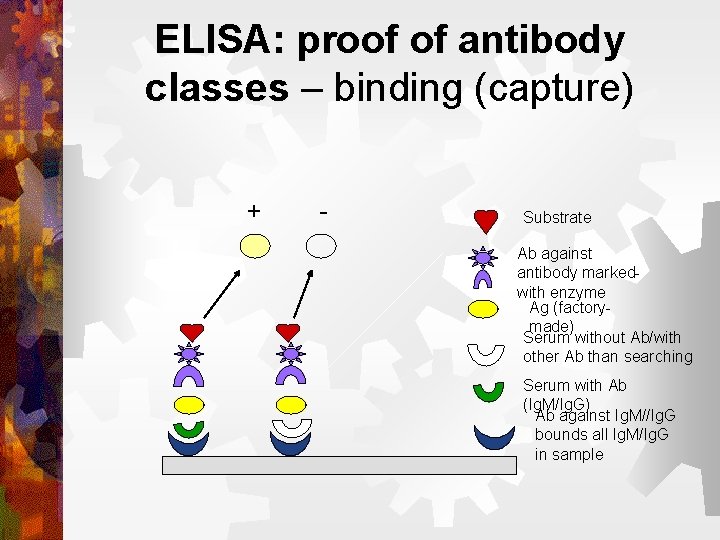 ELISA: proof of antibody classes – binding (capture) + - Substrate Ab against antibody