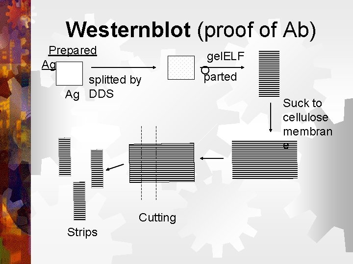 Westernblot (proof of Ab) Prepared Ag splitted by Ag DDS Cutting Strips gel. ELF