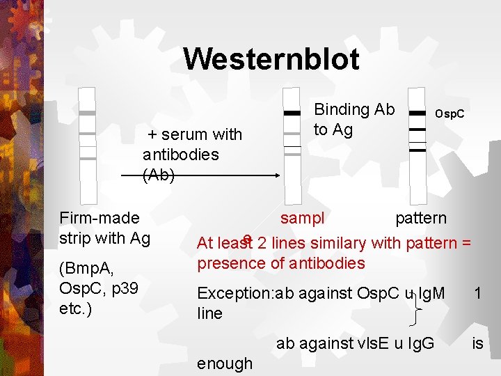 Westernblot + serum with antibodies (Ab) Firm-made strip with Ag (Bmp. A, Osp. C,