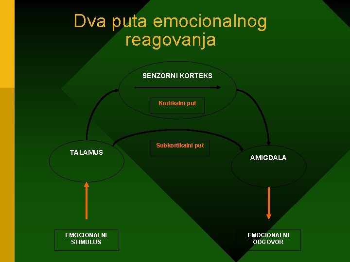 Dva puta emocionalnog reagovanja SENZORNI KORTEKS Kortikalni put TALAMUS EMOCIONALNI STIMULUS Subkortikalni put AMIGDALA