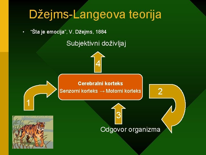 Džejms-Langeova teorija • “Šta je emocija”, V. Džejms, 1884 Subjektivni doživljaj 4 Cerebralni korteks