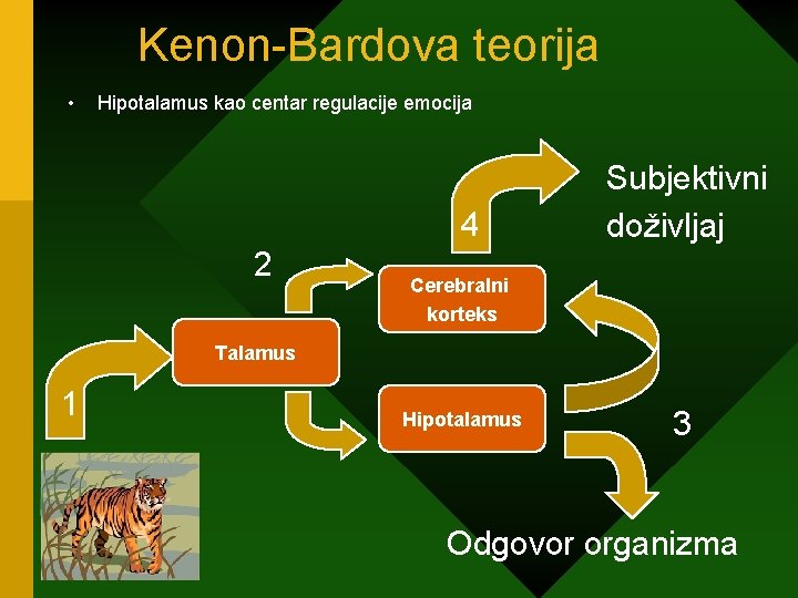 Kenon-Bardova teorija • Hipotalamus kao centar regulacije emocija 4 2 Subjektivni doživljaj Cerebralni korteks