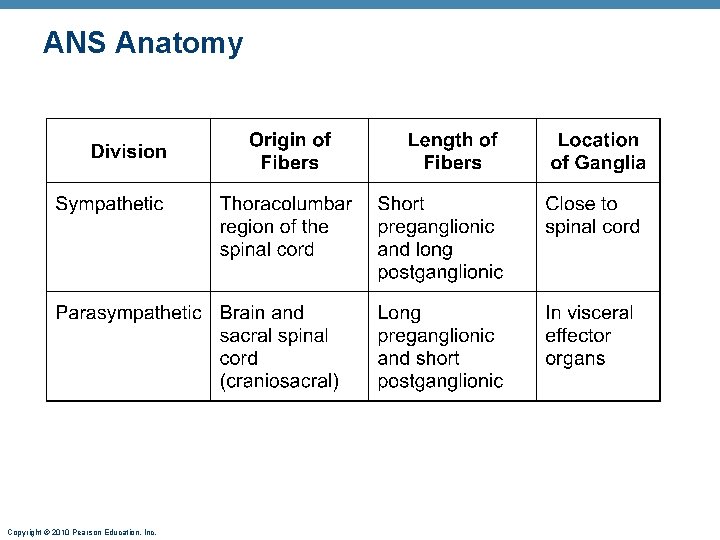 ANS Anatomy Copyright © 2010 Pearson Education, Inc. 