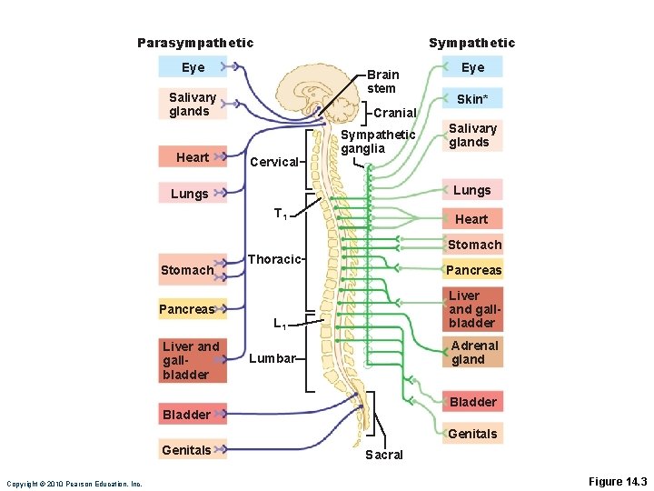 Parasympathetic Sympathetic Eye Brain stem Salivary glands Heart Cervical Sympathetic ganglia Liver and gallbladder