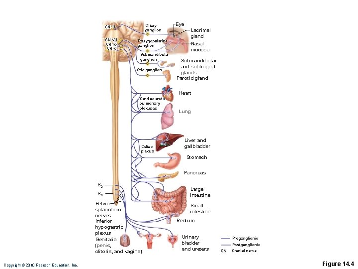 CN III Ciliary ganglion CN VII CN IX CN X Pterygopalatine ganglion Submandibular ganglion