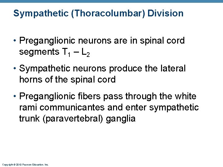 Sympathetic (Thoracolumbar) Division • Preganglionic neurons are in spinal cord segments T 1 –