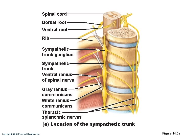 Spinal cord Dorsal root Ventral root Rib Sympathetic trunk ganglion Sympathetic trunk Ventral ramus