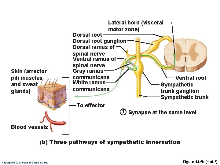 Lateral horn (visceral motor zone) Skin (arrector pili muscles and sweat glands) Dorsal root