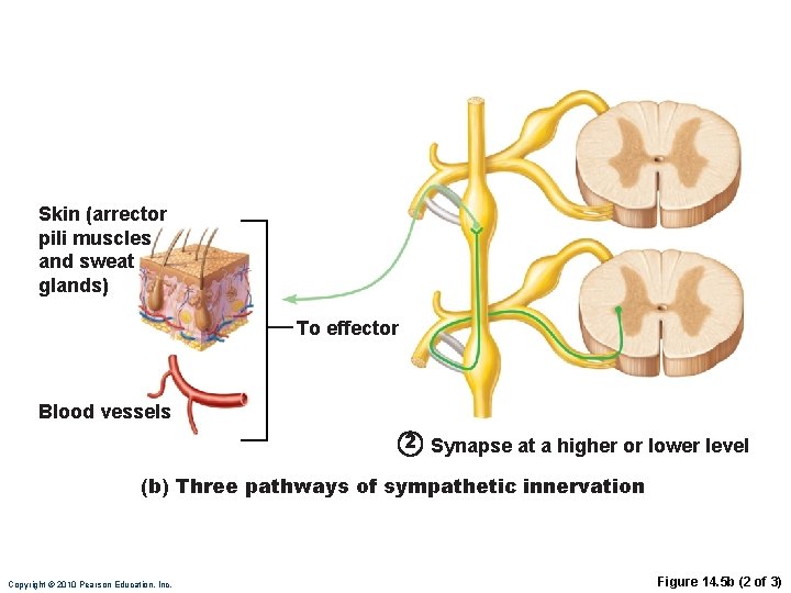 Skin (arrector pili muscles and sweat glands) To effector Blood vessels 2 Synapse at