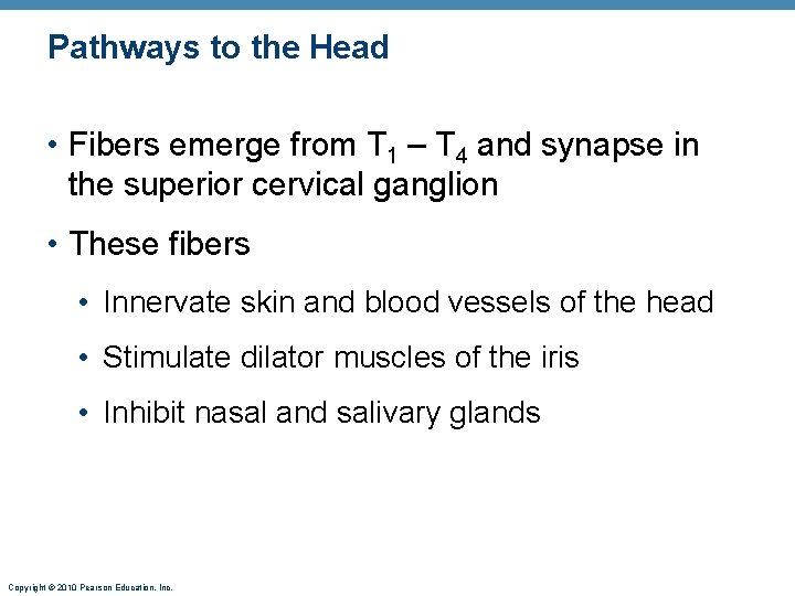 Pathways to the Head • Fibers emerge from T 1 – T 4 and