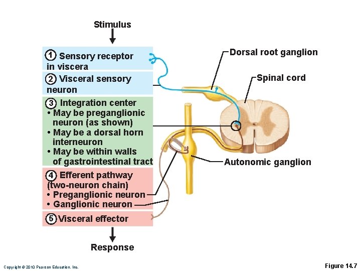 Stimulus 1 Sensory receptor in viscera 2 Visceral sensory neuron 3 Integration center •