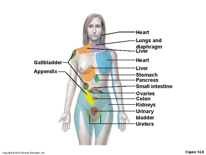 Heart Lungs and diaphragm Liver Gallbladder Appendix Copyright © 2010 Pearson Education, Inc. Heart