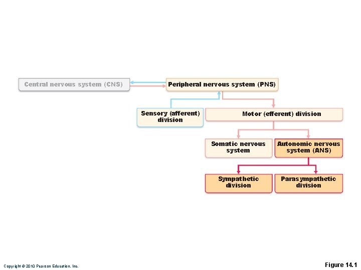 Central nervous system (CNS) Peripheral nervous system (PNS) Sensory (afferent) division Copyright © 2010