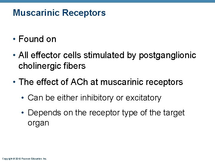 Muscarinic Receptors • Found on • All effector cells stimulated by postganglionic cholinergic fibers