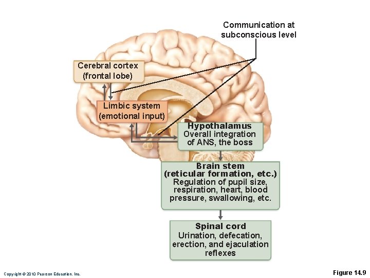 Communication at subconscious level Cerebral cortex (frontal lobe) Limbic system (emotional input) Hypothalamus Overall