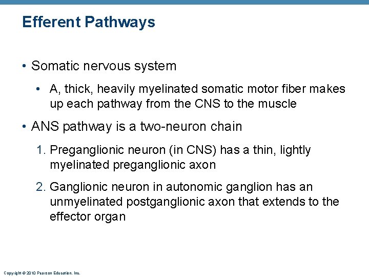 Efferent Pathways • Somatic nervous system • A, thick, heavily myelinated somatic motor fiber