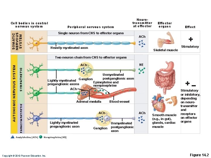 Cell bodies in central nervous system Peripheral nervous system Neurotransmitter at effector SOMATIC NERVOUS