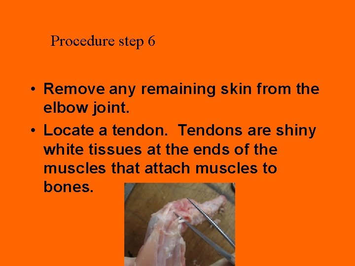 Procedure step 6 • Remove any remaining skin from the elbow joint. • Locate